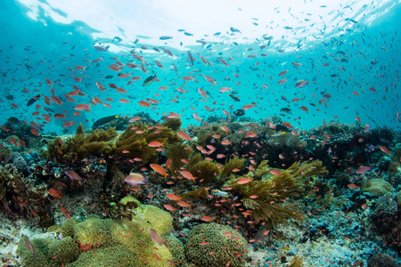 丰富多彩的礁鱼和美丽的珊瑚礁