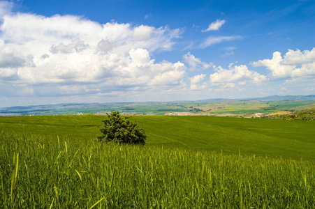 成熟的小麦，草原麦田里，麦穗，绿色小麦场景观图片