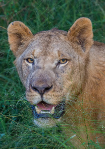 Afrion 狮子在哈雷恩皇家国家公园在萨凡纳