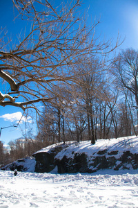 树枝, 树木和雪与蓝天