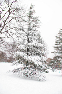 公园里雪上的大树