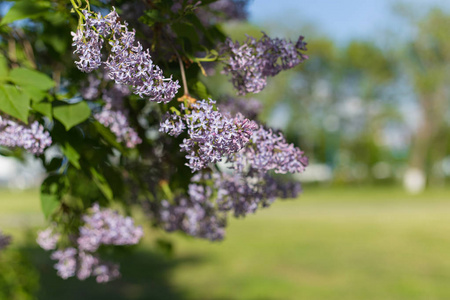 在阳光明媚的春日, 淡紫色花园的美丽树枝