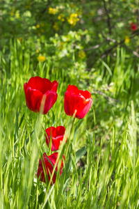 红色的美丽郁金香字段中的春天