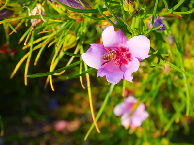 花和蜂