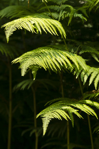 绿蕨类植物叶叶