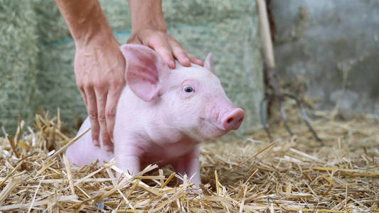 小猪新生站在农场里的一根稻草