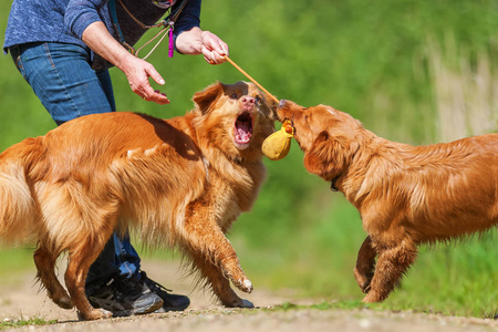 女人玩新斯科舍省鸭收费猎犬图片