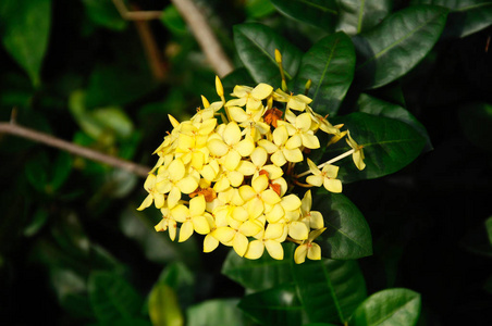 ixoraspp或科学名称是ixorachensislamk。 共同的名字是西印度茉莉花，从科名红宝石科。