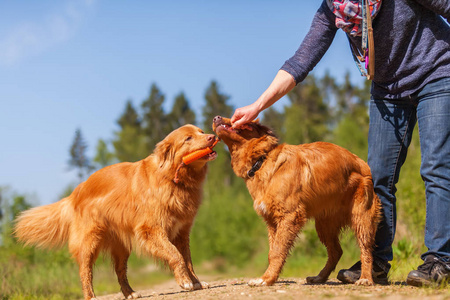 女人玩新斯科舍省鸭收费猎犬