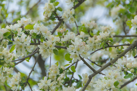 苹果花, 特写