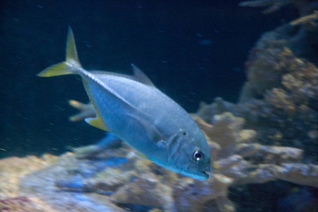 在水族馆，越南美丽五颜六色的鱼儿