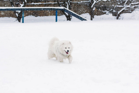 美丽的萨摩耶狗在雪中