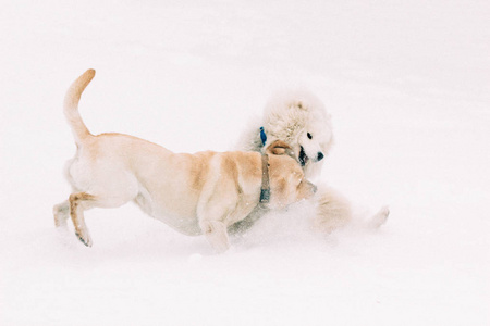 拉布拉多犬 萨摩耶犬在雪中玩