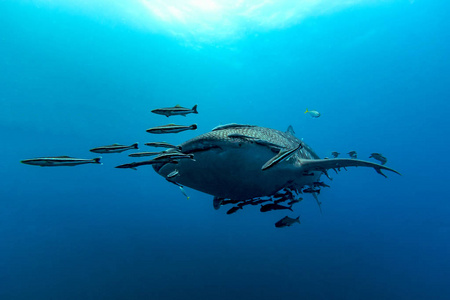 鲸鲨 Rhincodon 片块者除外 动物健最大的鱼
