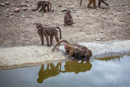 群在第比利斯动物园里的猴子