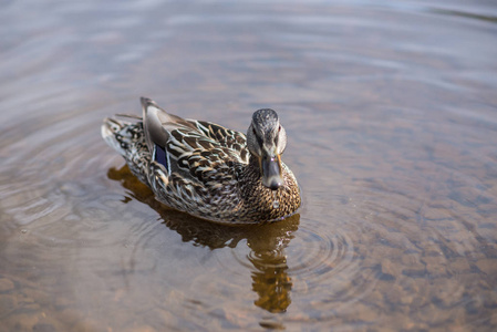 夏季鸭在池塘里游泳