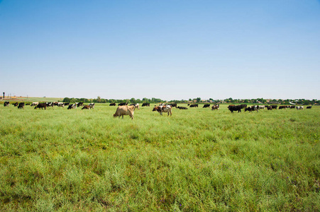 一群牛在夏天吃草，在田中央休息