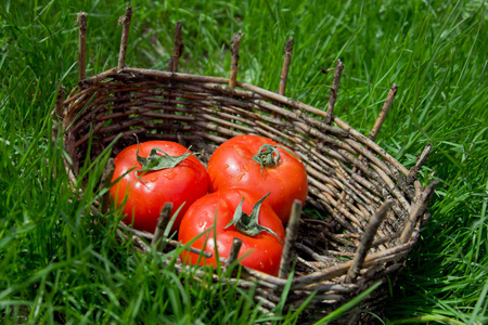 三个湿西红柿在一个旧篮子里。绿草如茵