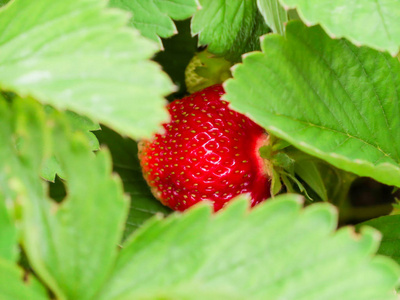 布什用成熟的浆果草莓。绿叶, 红色和绿色浆果