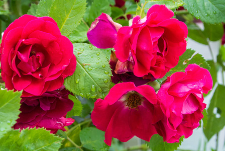 雨后在花园里的玫瑰和花瓣上的水滴和叶子的红色玫瑰花, 德国沃尔多夫