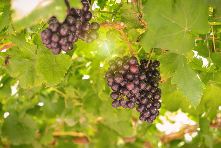在与太阳的光，农业图像葡萄园的成熟红葡萄