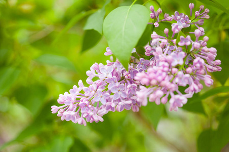 花园里的美丽淡紫色花