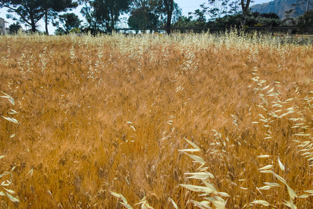 黄小麦籽粒生长在农田收获准备