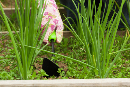 菜园用工具除草的农民之手