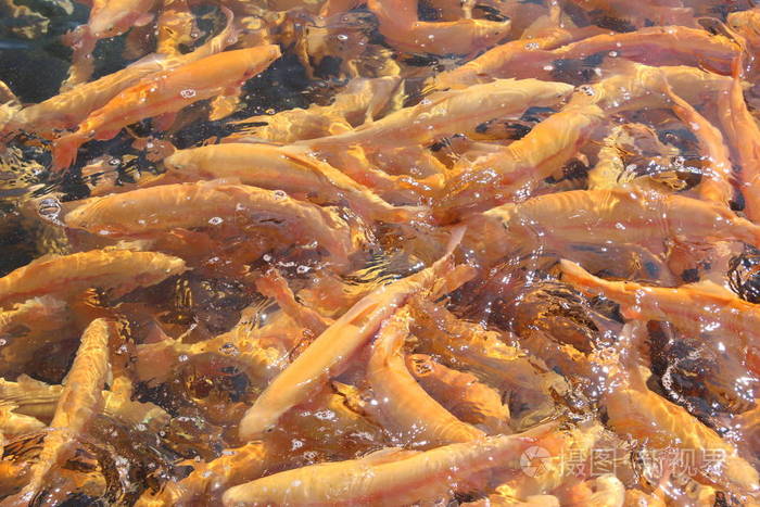 大量的橙色漂浮鱼鳟鱼养殖