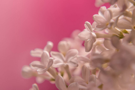 粉红色的背景上的白色丁香花。特写
