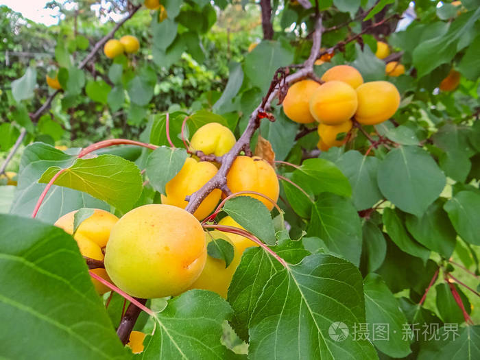 成熟的杏树枝条上生长的杏树果实