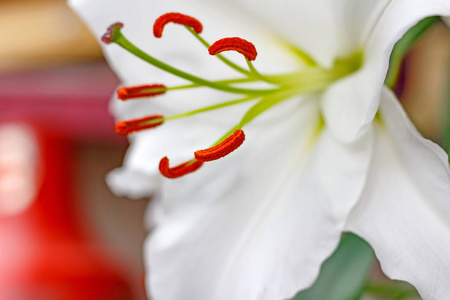 白色庭院百合特写的花