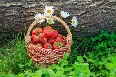 用新鲜的被采摘的红色的成熟的草莓又满的篮子