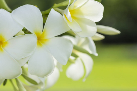 纯洁的白色的鸡蛋花的花朵。开花的 tropi
