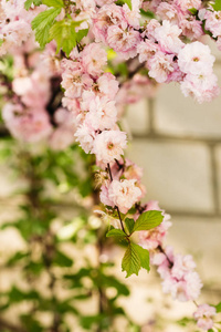 杏仁的花, 开花的芽