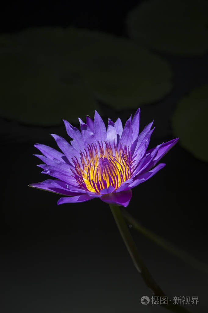 紫莲花或紫色睡莲池塘里