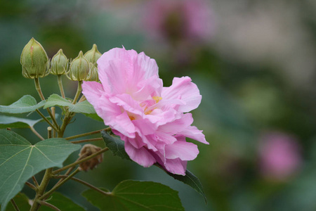 在阳光下花园中的粉红色突变芙蓉花