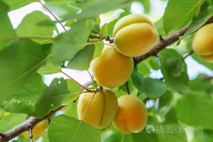 成熟的甜杏果实生长在果园的杏树枝上. 杏子成熟