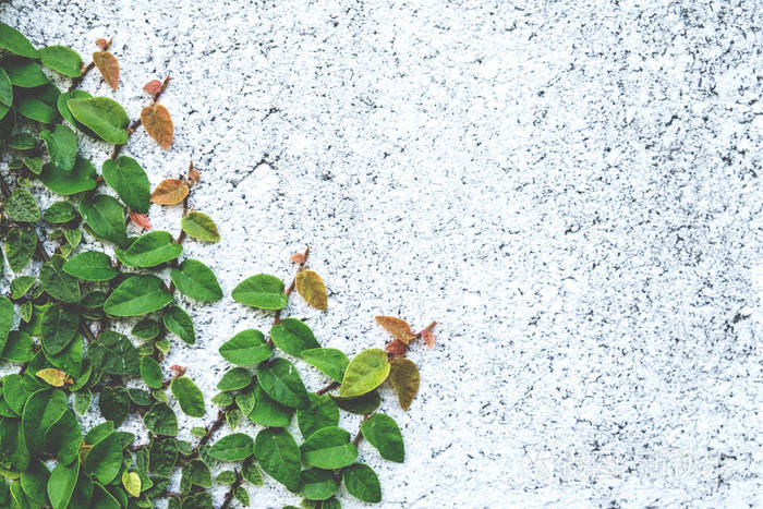 绿色的爬山虎植物抽象自然背景 copyspace