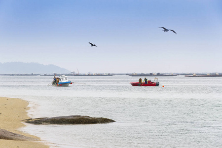 在 Arousa 河口捕捞贝类