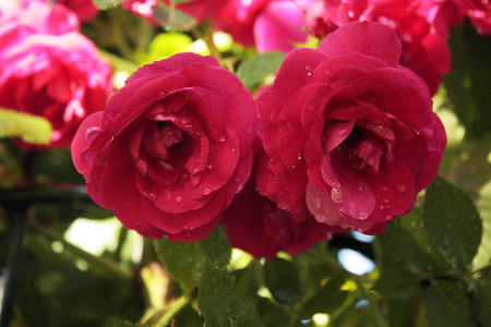 花园里的红玫瑰宏观