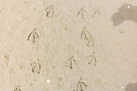 涉水鸟的足迹与网状脚在沙滩, 网的沙子
