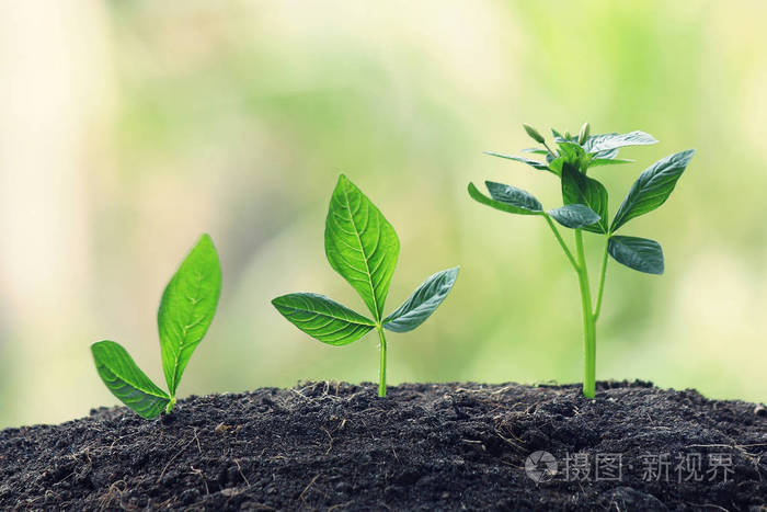 年轻的植物生长在阳光下