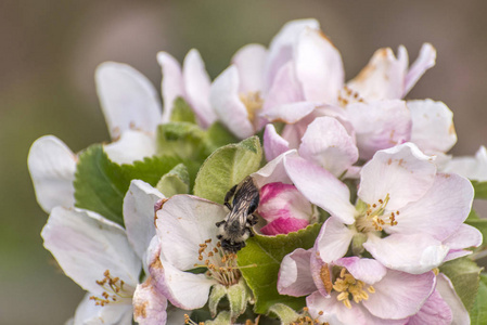 苹果花树大黄蜂收集花粉特写万客隆的蜂蜜蜂花