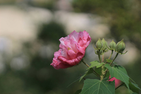 南部邦联的玫瑰木芙蓉