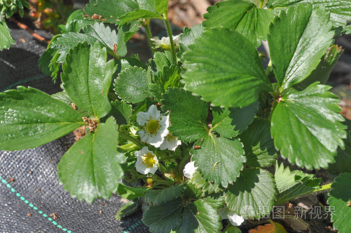 草莓花fragariaxanassa