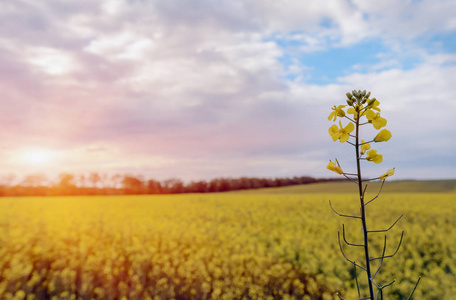 油菜籽植物在阳光天与云, 生物燃料的生产