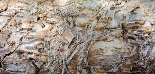树皮甲虫留下的树皮的意义模式图片