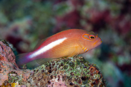 发现在浅水中的 hawkfish 弧眼 Paracirrhites arcatus