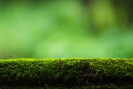 苔藓和绿色自然背景